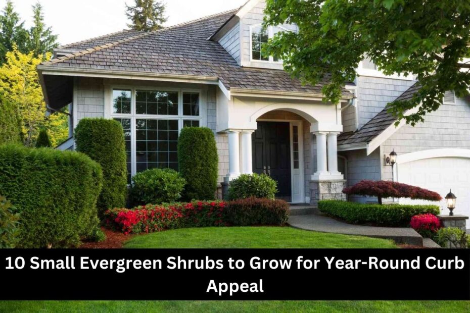 10 Small Evergreen Shrubs to Grow for Year-Round Curb Appeal