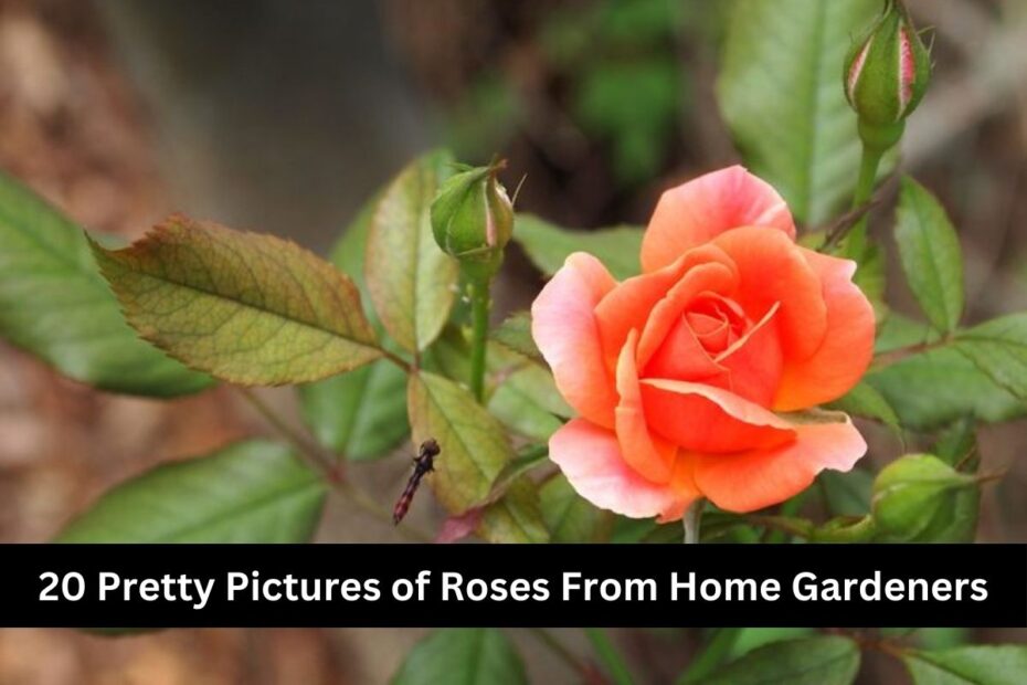 20 Pretty Pictures of Roses From Home Gardeners