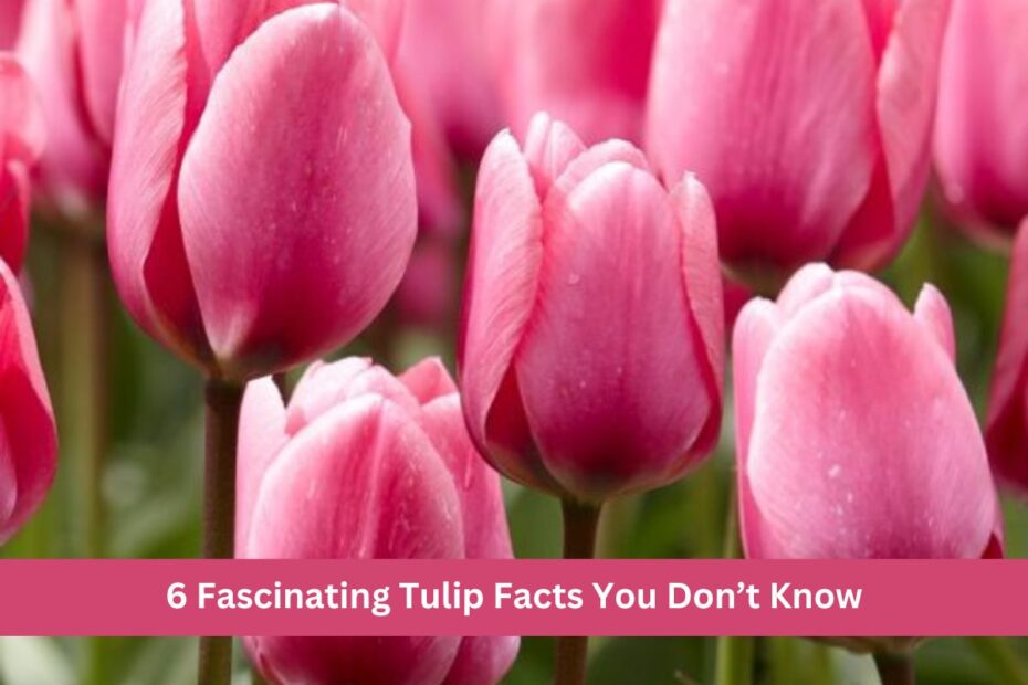 6 Fascinating Tulip Facts You Don’t Know