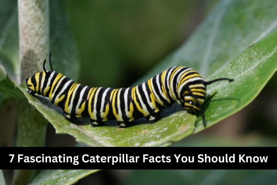 7 Fascinating Caterpillar Facts You Should Know