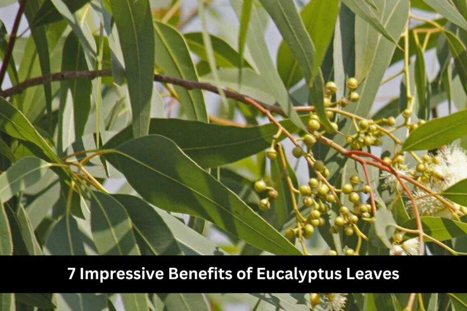 7 Impressive Benefits of Eucalyptus Leaves