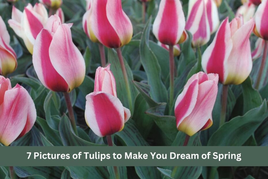 7 Pictures of Tulips to Make You Dream of Spring