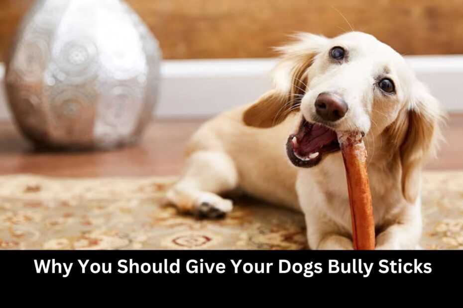 Why You Should Give Your Dogs Bully Sticks