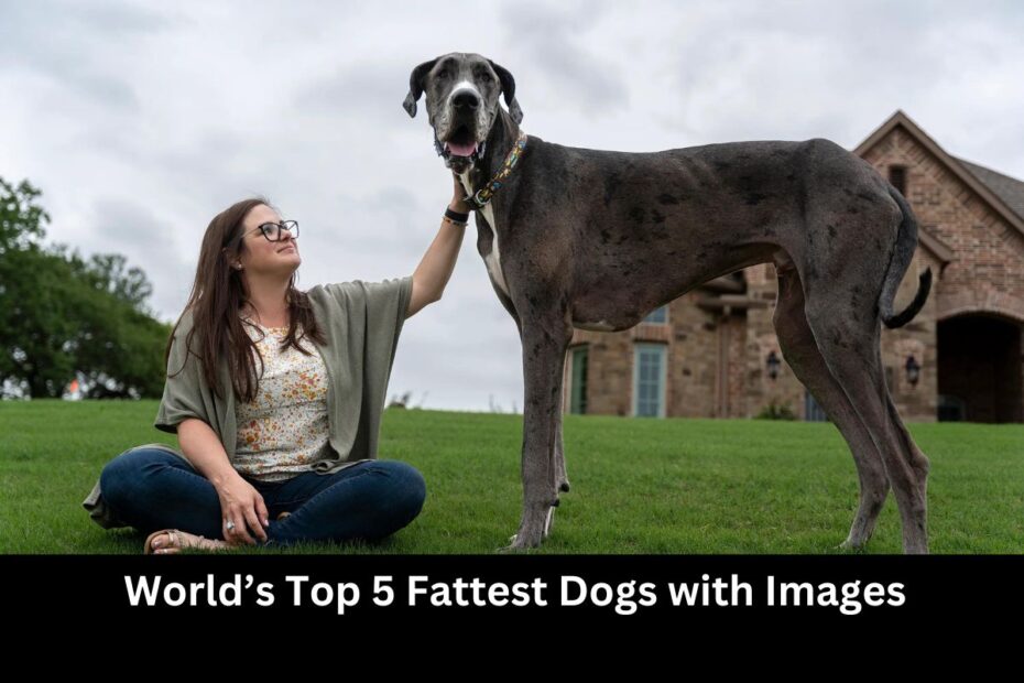 World’s Top 5 Fattest Dogs with Images