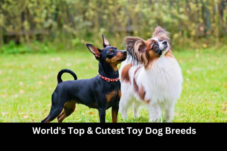 World's Top & Cutest Toy Dog Breeds