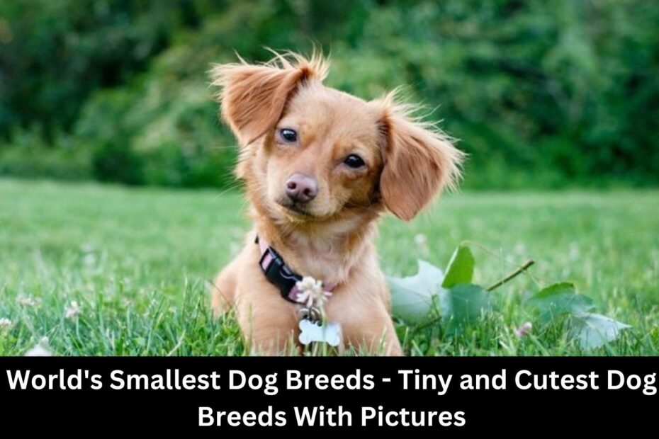 World's Smallest Dog Breeds - Tiny and Cutest Dog Breeds With Pictures