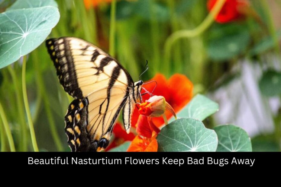 Beautiful Nasturtium Flowers Keep Bad Bugs Away