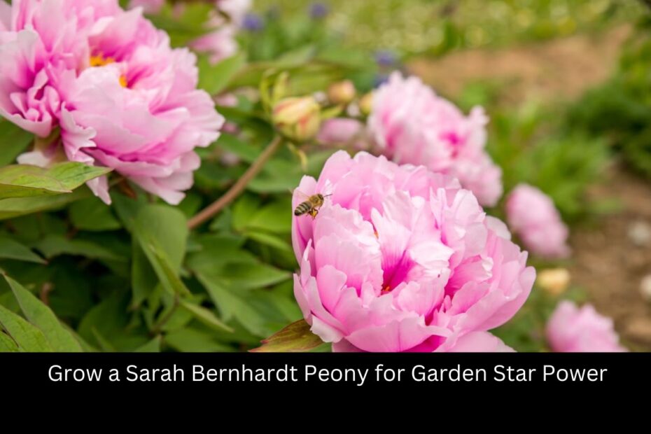 Grow a Sarah Bernhardt Peony for Garden Star Power