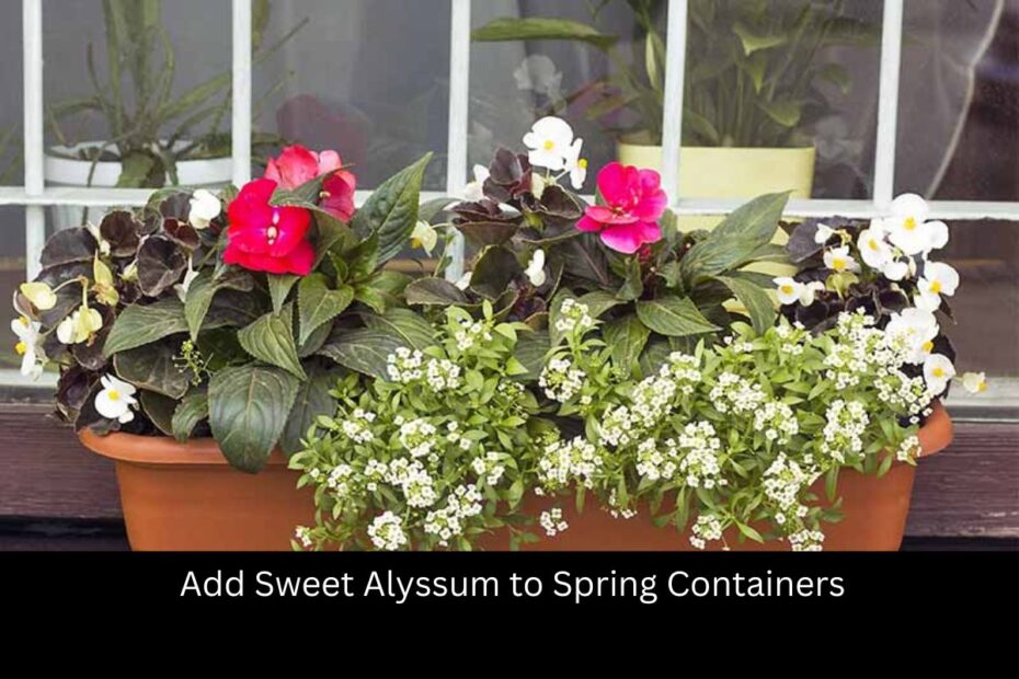 Add Sweet Alyssum to Spring Containers