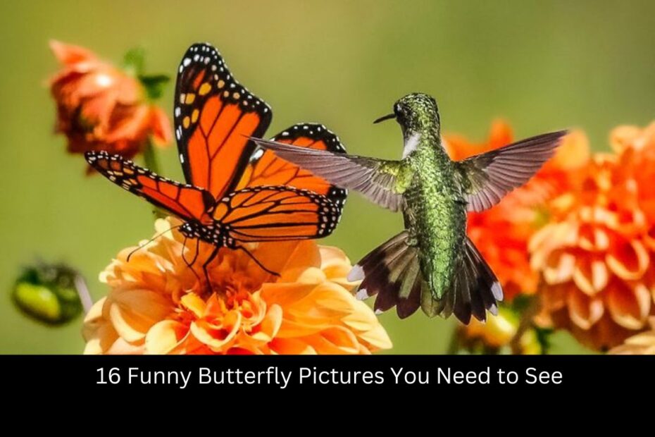 16 Funny Butterfly Pictures You Need to See