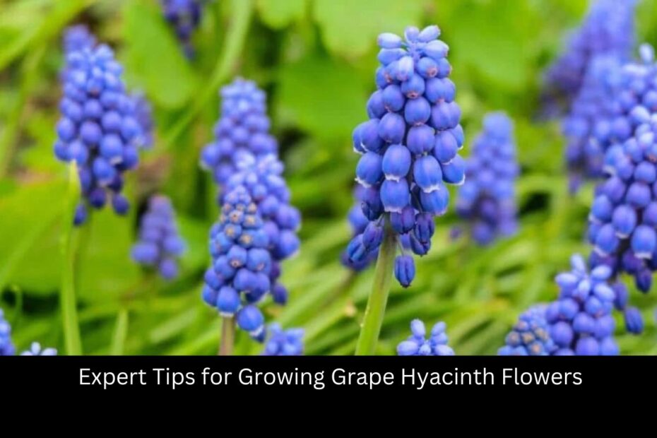 Expert Tips for Growing Grape Hyacinth Flowers