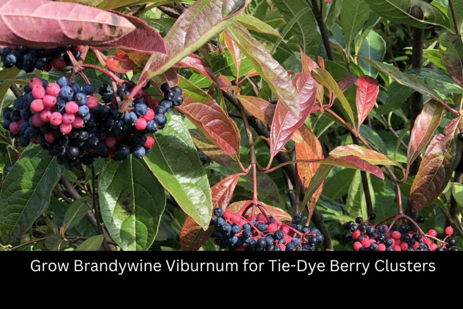 Grow Brandywine Viburnum for Tie-Dye Berry Clusters