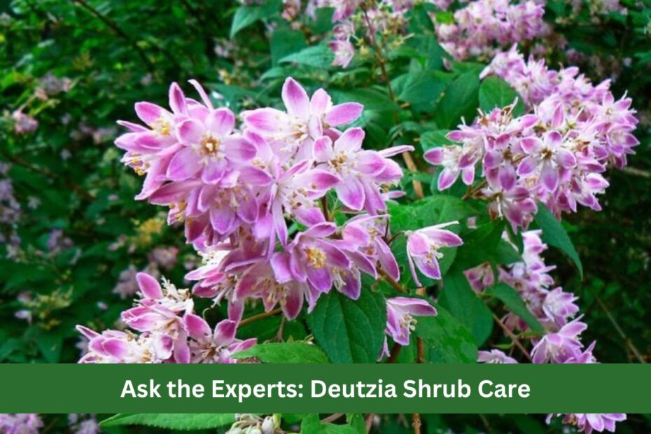 Ask the Experts: Deutzia Shrub Care