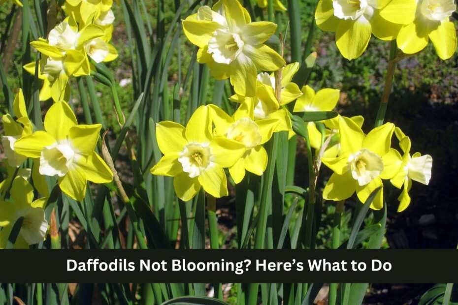 Daffodils Not Blooming? Here’s What to Do