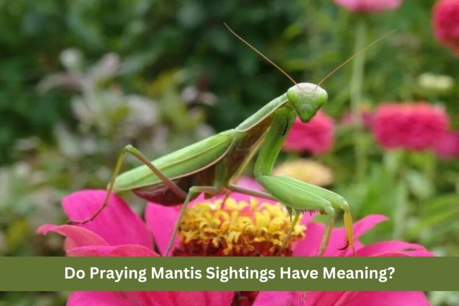 Do Praying Mantis Sightings Have Meaning?