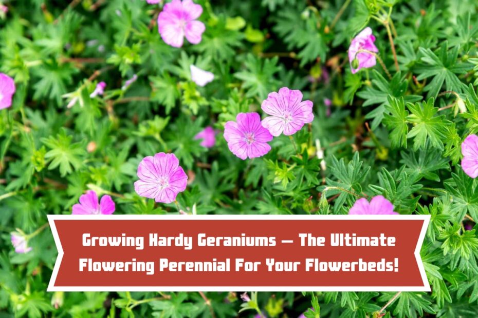 Growing Hardy Geraniums – The Ultimate Flowering Perennial For Your Flowerbeds!