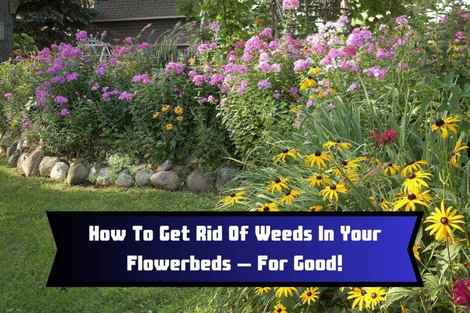 How To Get Rid Of Weeds In Your Flowerbeds – For Good!