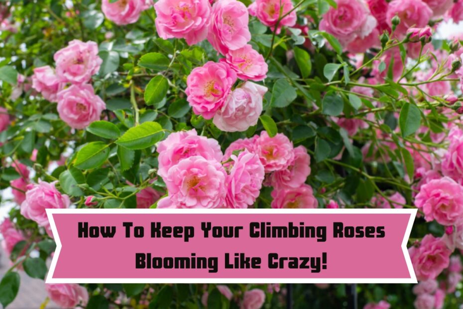 How To Keep Your Climbing Roses Blooming Like Crazy!