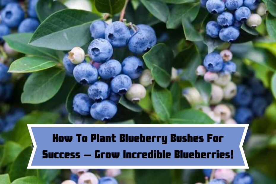 How To Plant Blueberry Bushes For Success – Grow Incredible Blueberries!