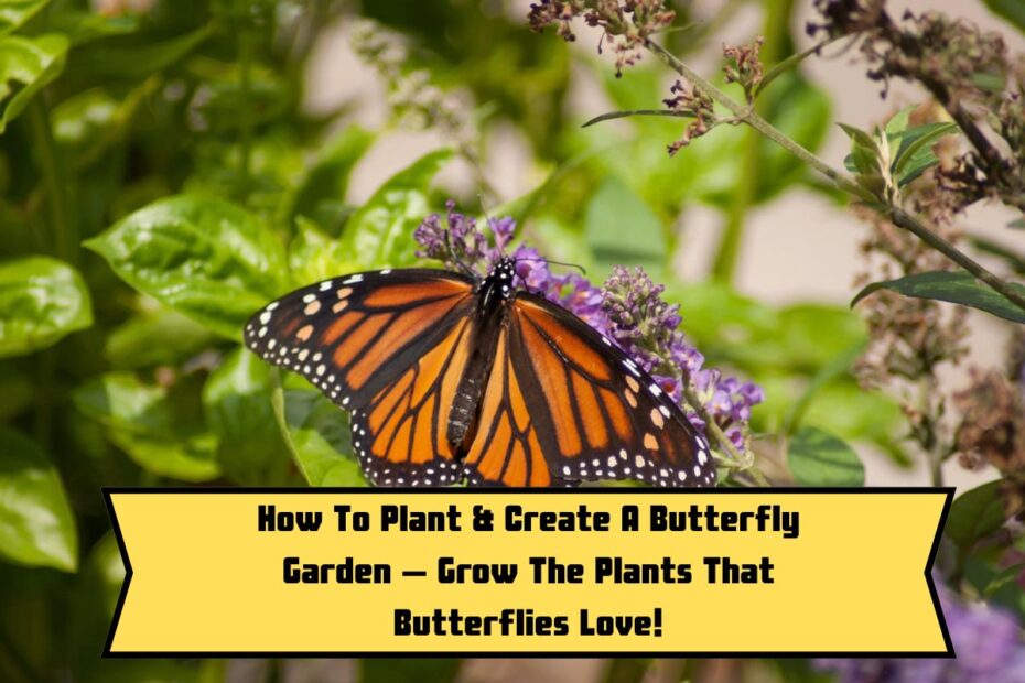 How To Plant & Create A Butterfly Garden – Grow The Plants That Butterflies Love!