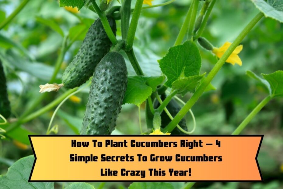 How To Plant Cucumbers Right – 4 Simple Secrets To Grow Cucumbers Like Crazy This Year!