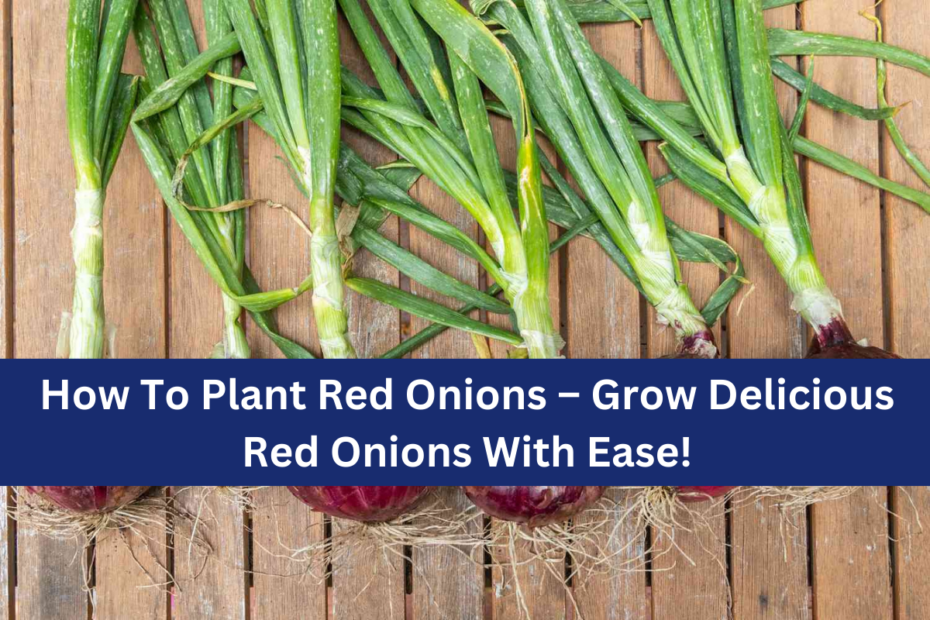 How To Plant Red Onions – Grow Delicious Red Onions With Ease!