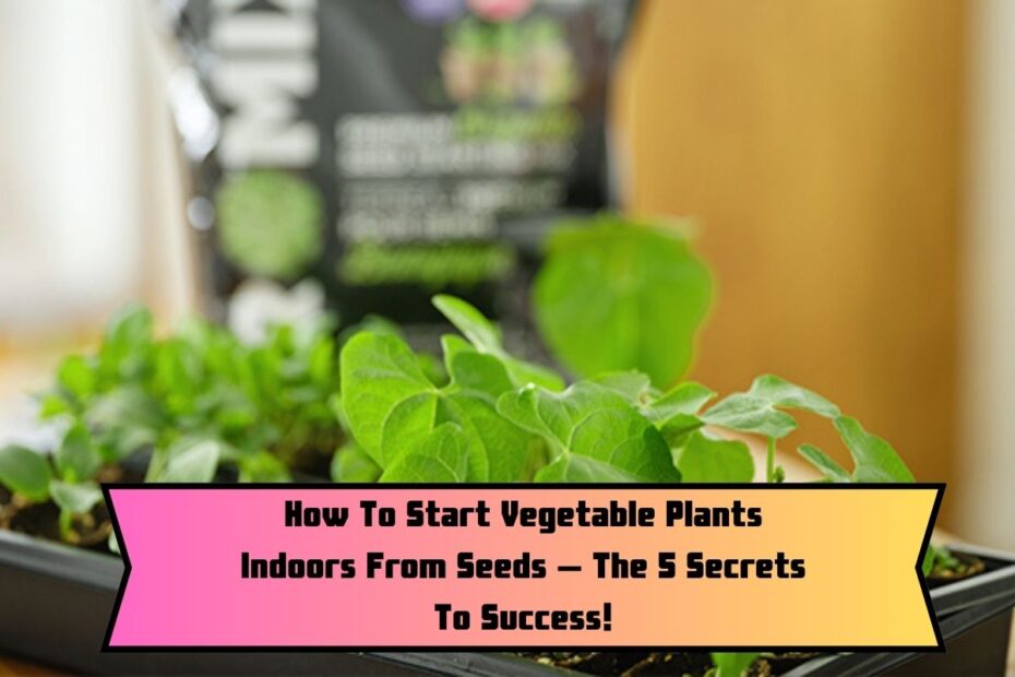 How To Start Vegetable Plants Indoors From Seeds – The 5 Secrets To Success!