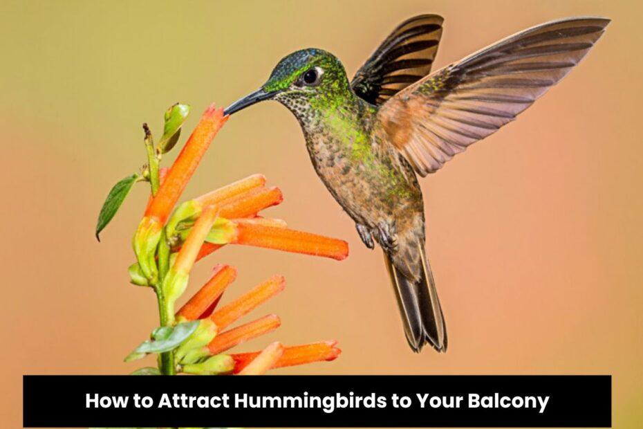 How to Attract Hummingbirds to Your Balcony