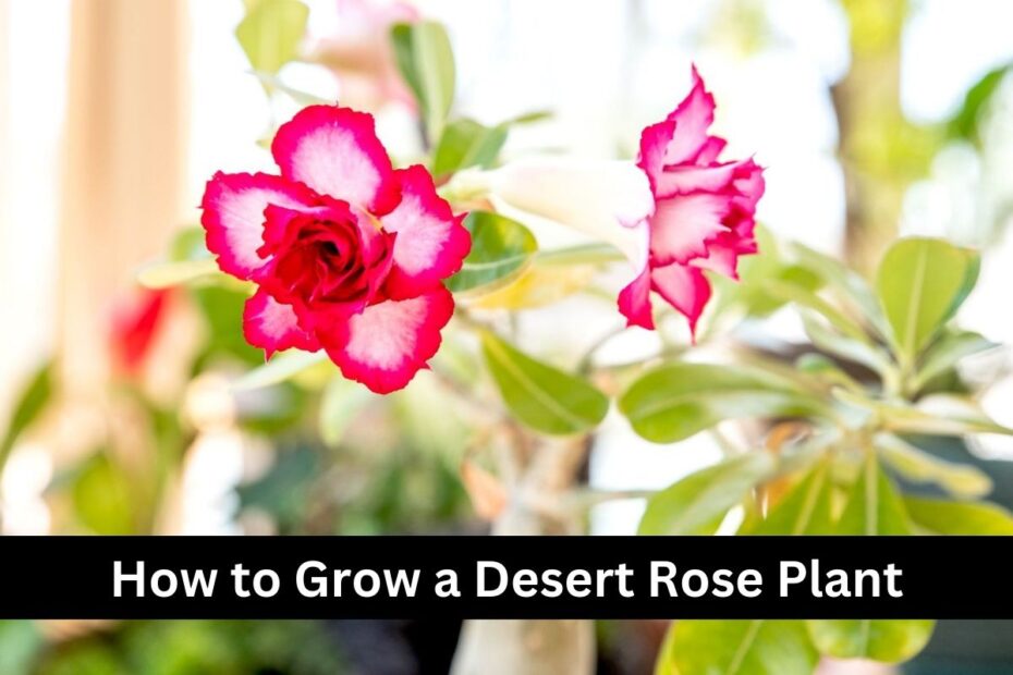 How to Grow a Desert Rose Plant