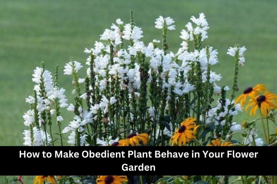 How to Make Obedient Plant Behave in Your Flower Garden