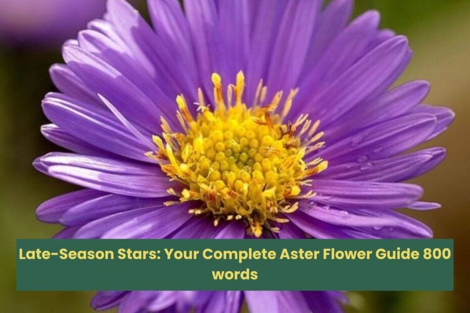 Late-Season Stars Your Complete Aster Flower Guide 800 words