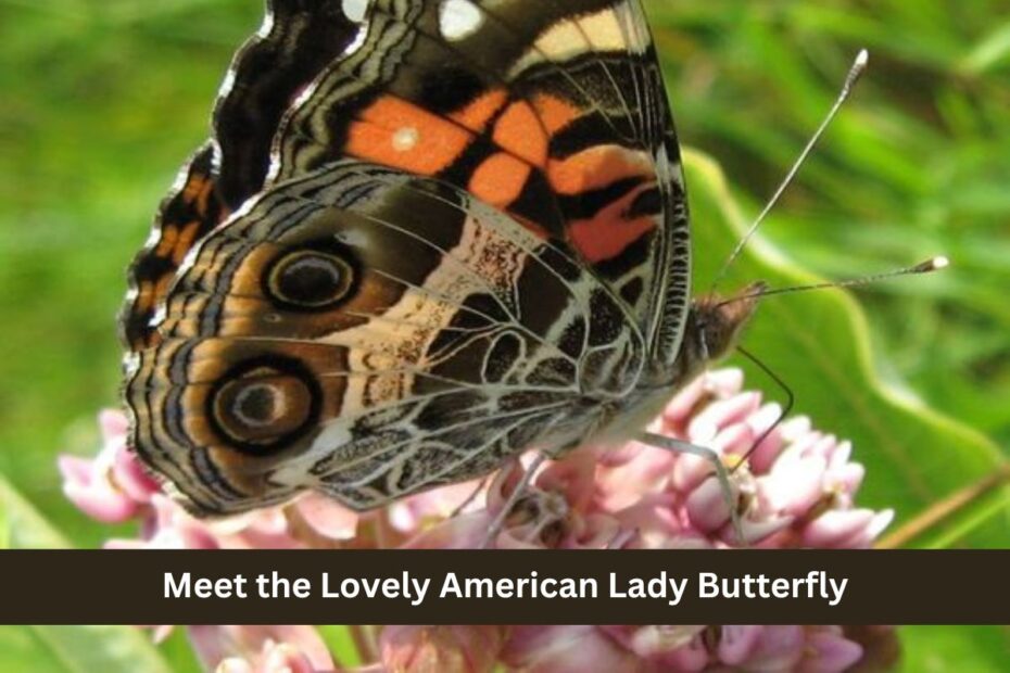 Meet the Lovely American Lady Butterfly