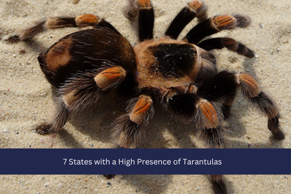 7 States with a High Presence of Tarantulas