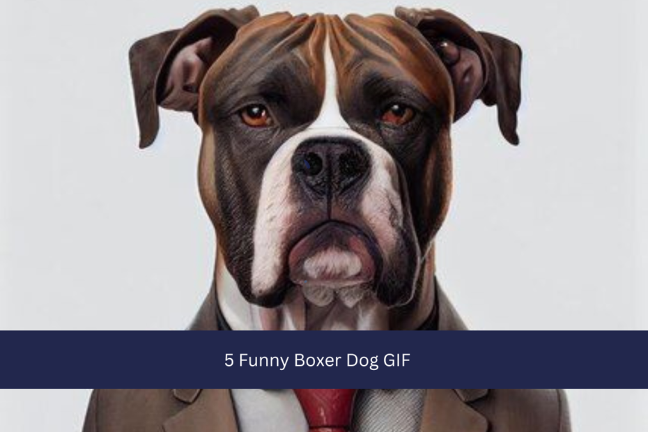 5 Funny Boxer Dog GIF