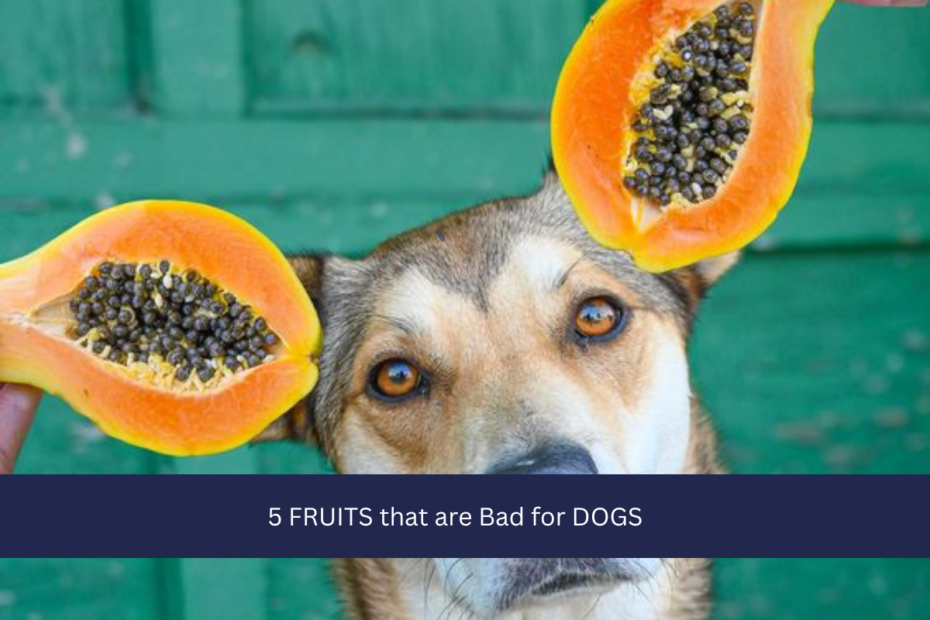 5 FRUITS that are Bad for DOGS