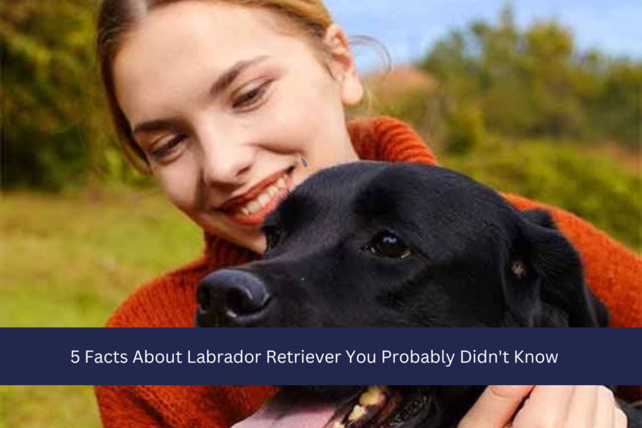 5 Facts About Labrador Retriever You Probably Didn't Know