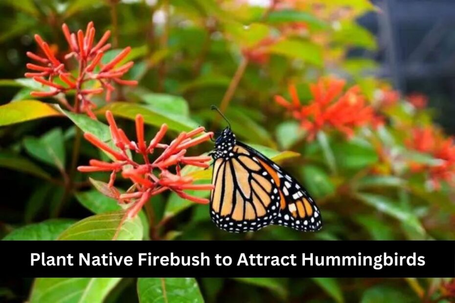 Plant Native Firebush to Attract Hummingbirds