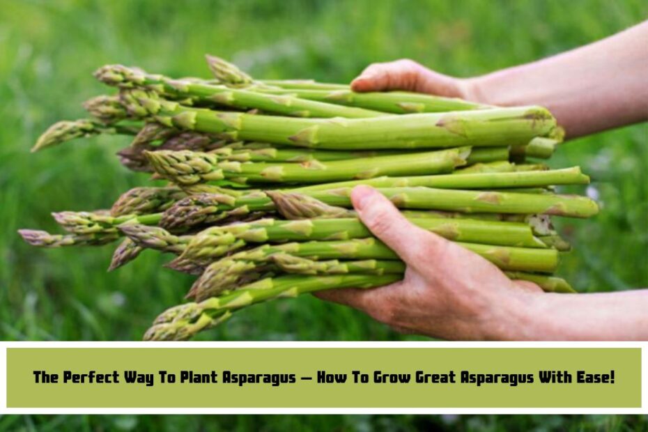 The Perfect Way To Plant Asparagus – How To Grow Great Asparagus With Ease!