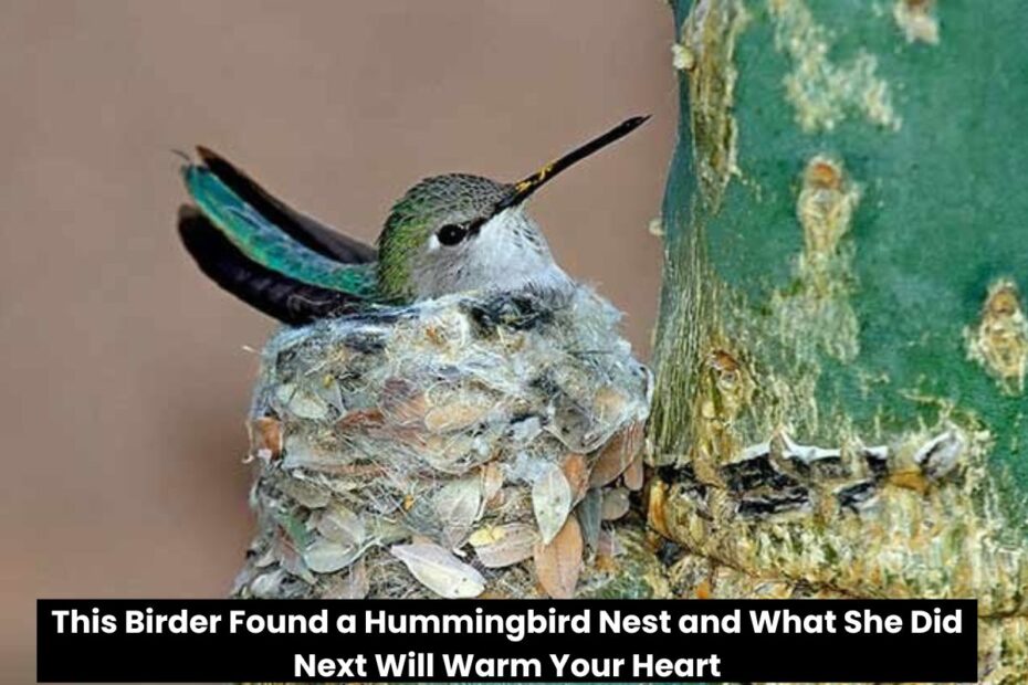 This Birder Found a Hummingbird Nest and What She Did Next Will Warm Your Heart