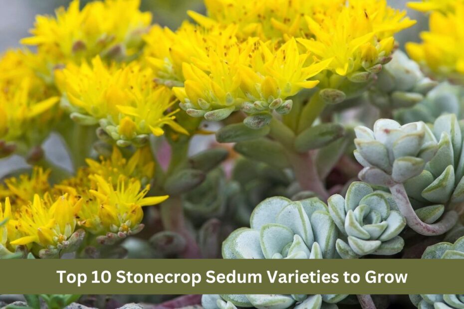 Top 10 Stonecrop Sedum Varieties to Grow