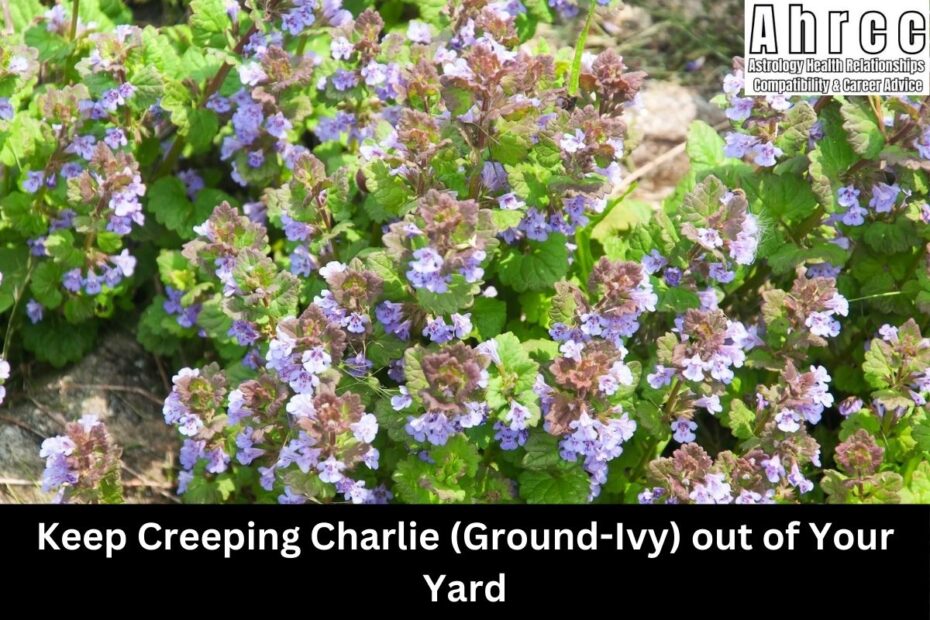 Keep Creeping Charlie (Ground-Ivy) out of Your Yard