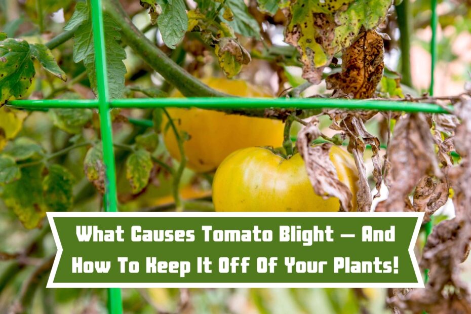 What Causes Tomato Blight – And How To Keep It Off Of Your Plants!