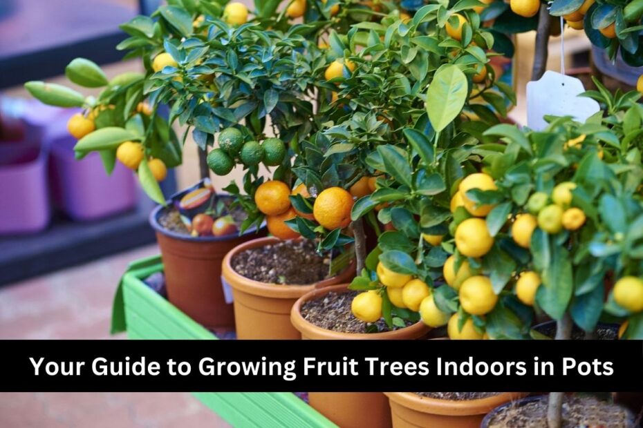 Your Guide to Growing Fruit Trees Indoors in Pots