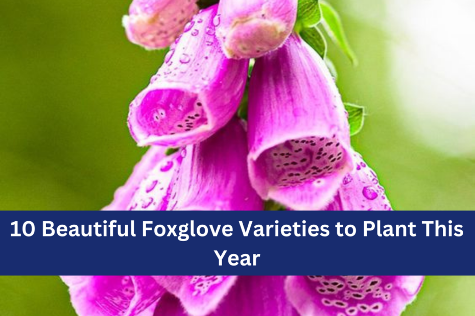 10 Beautiful Foxglove Varieties to Plant This Year