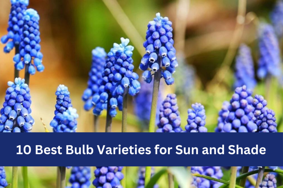 10 Best Bulb Varieties for Sun and Shade