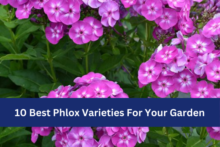 10 Best Phlox Varieties For Your Garden