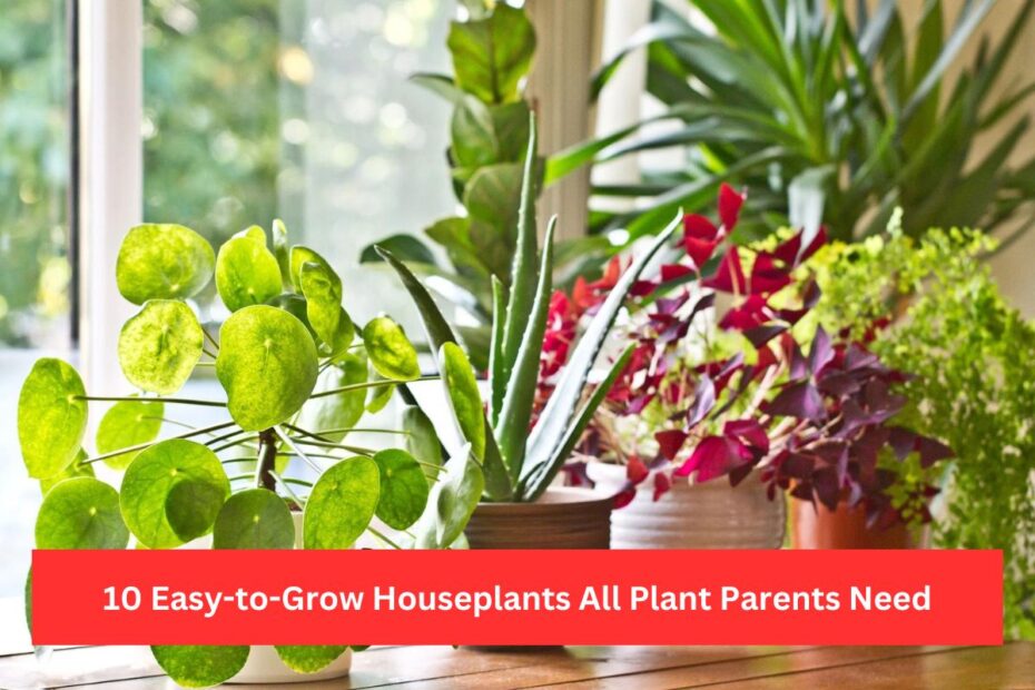 10 Easy-to-Grow Houseplants All Plant Parents Need