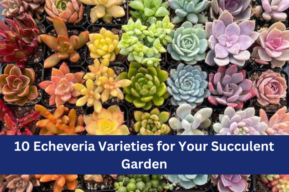 10 Echeveria Varieties for Your Succulent Garden