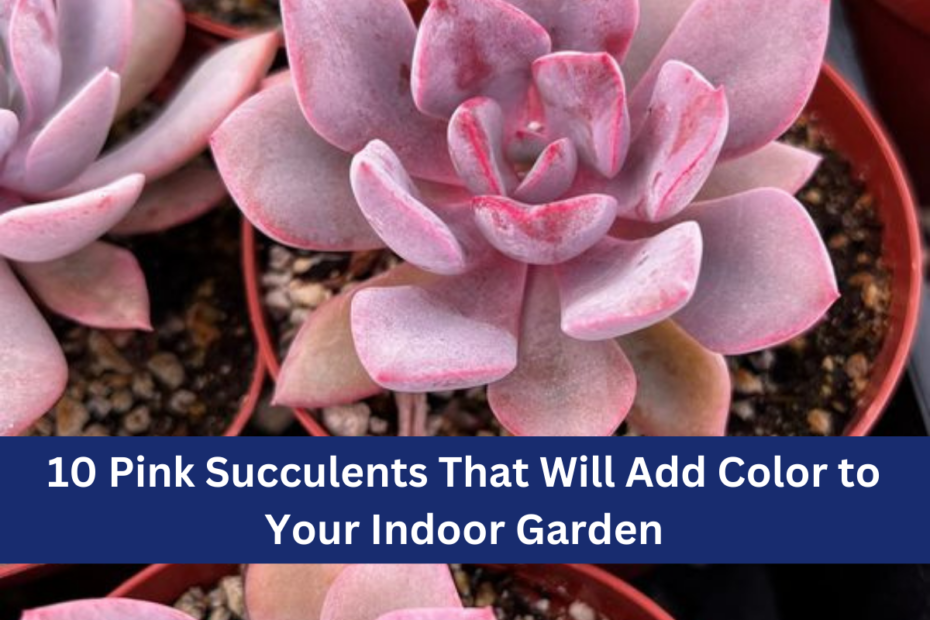 10 Pink Succulents That Will Add Color to Your Indoor Garden