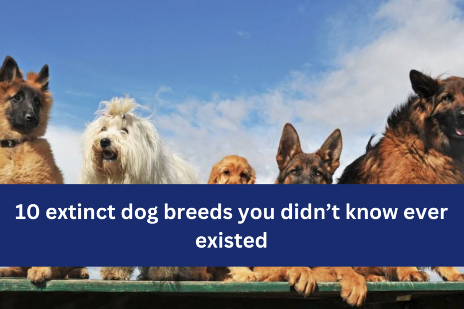 10 extinct dog breeds you didn’t know ever existed